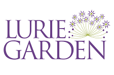 lurie.png